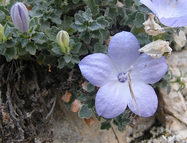 Campanula fragilis subsp. cavolinii / Campanula napoletana